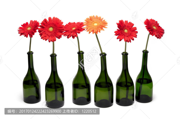 非洲菊