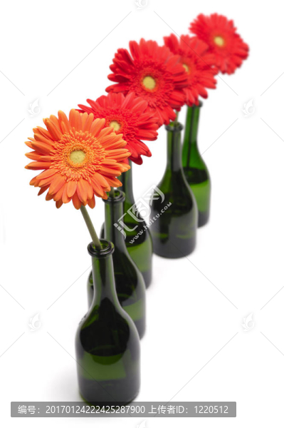 非洲菊