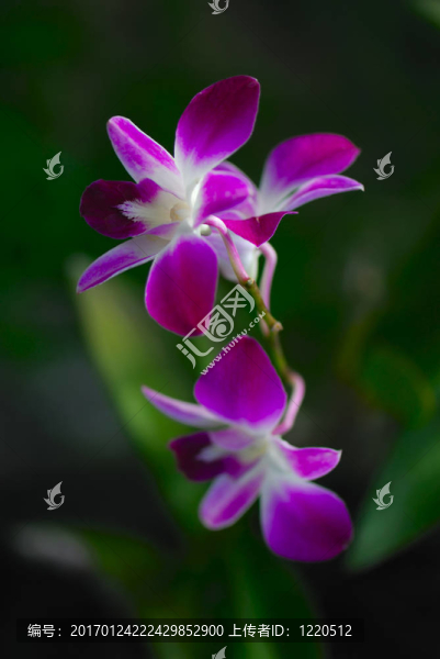 自然背景的蘭花