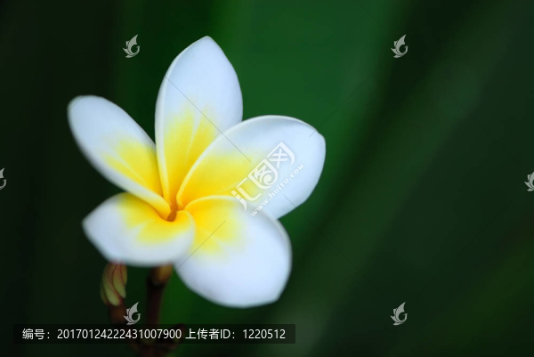 素馨花（雞蛋花）