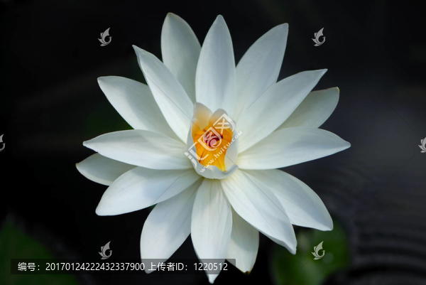 白色的睡蓮