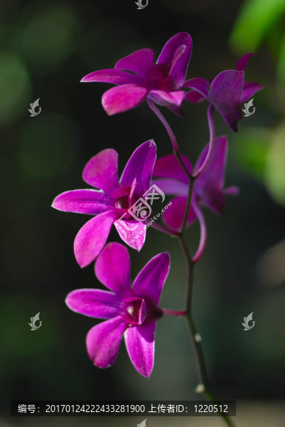 自然背景的蘭花