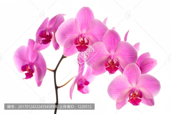 粉紅色的蘭花