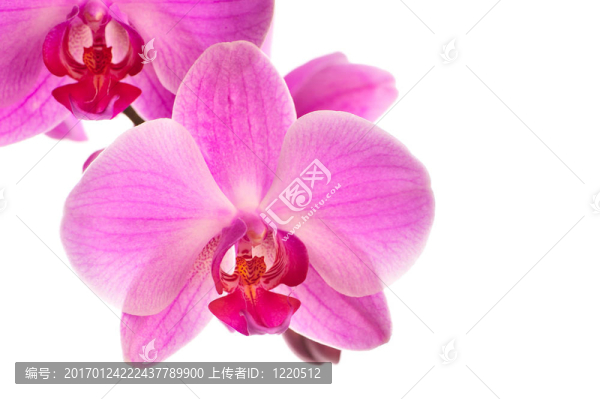 粉紅色的蘭花-匯圖網(wǎng) www.fosd68.com 粉紅色的蘭花