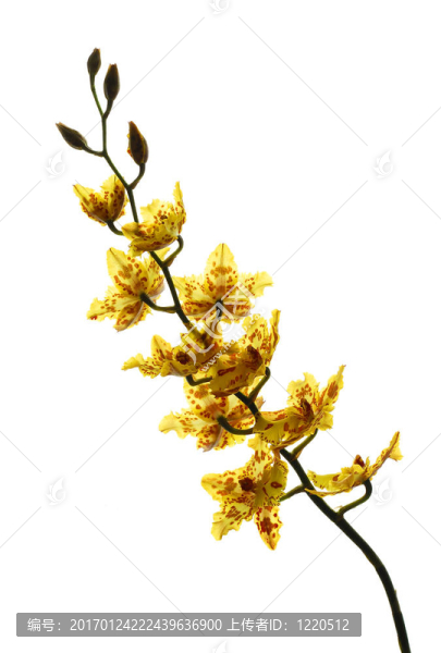 白色背景上的黃色蘭花