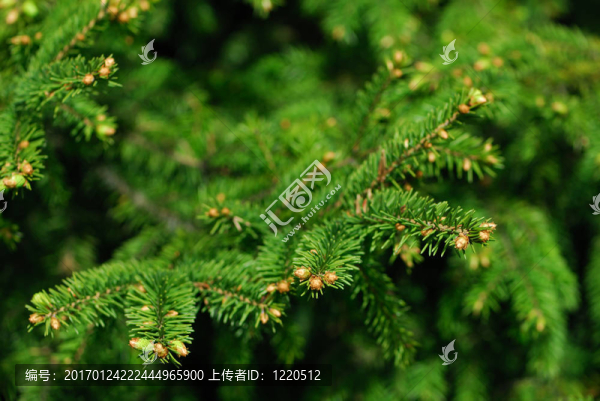 新鮮的綠色的冷杉樹枝在深色背景。