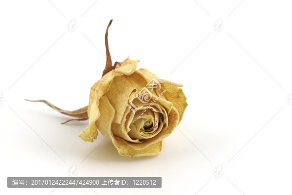 白玫瑰干花蕾