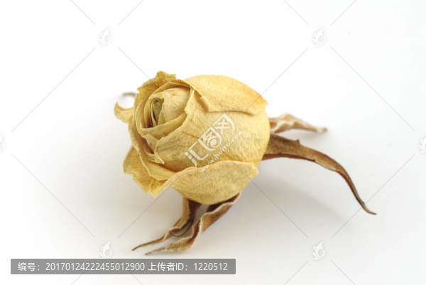 白玫瑰干花蕾