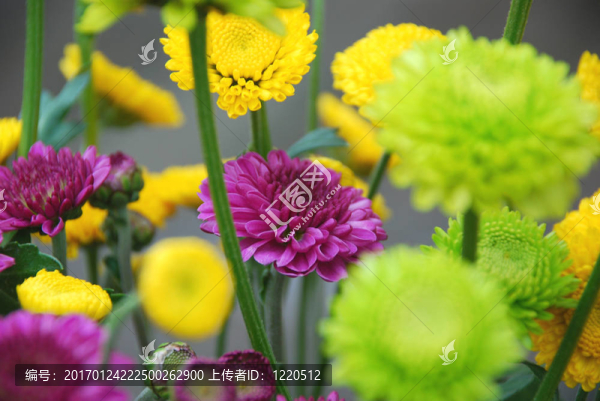 Mums,Bouquet我