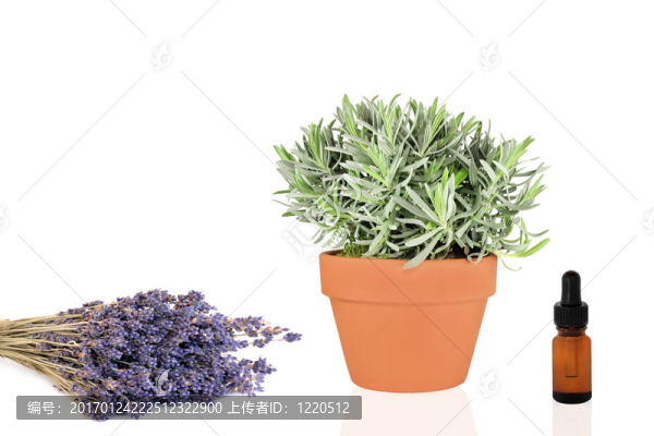 薰衣草的產(chǎn)品