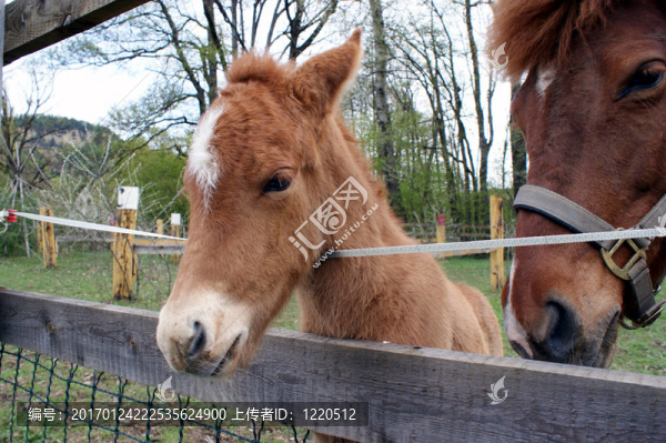 小馬駒