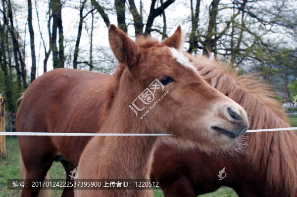 小馬駒
