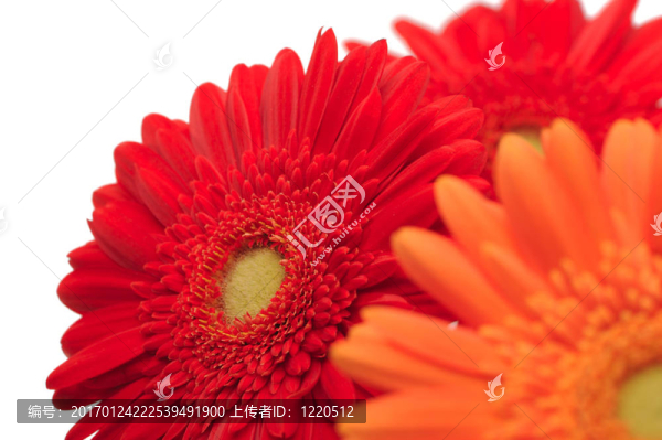 非洲菊