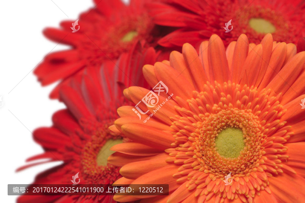 非洲菊