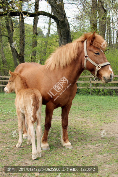 小馬駒