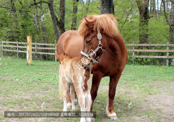 小馬駒