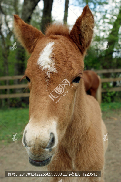 小馬駒