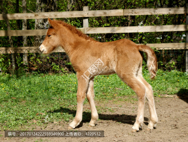 小馬駒-匯圖網(wǎng) www.fosd68.com 小馬駒