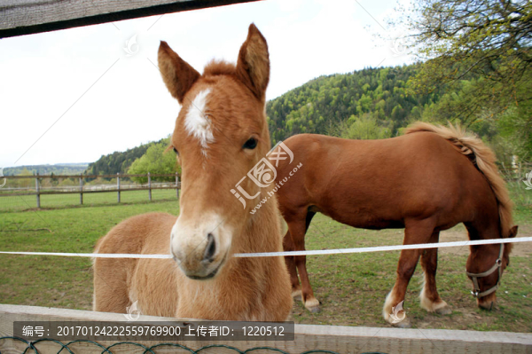 小馬駒