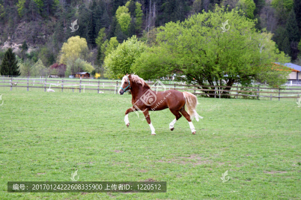 威爾士小馬