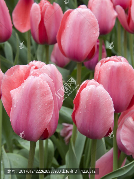 粉紅色郁金香-匯圖網(wǎng) www.fosd68.com 粉紅色郁金香