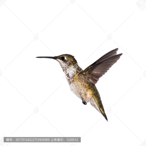 蜂鳥停在白色背景上的運(yùn)動(dòng)