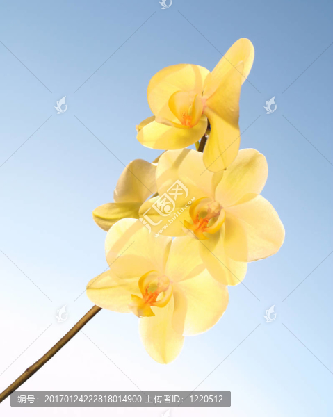 陽光燦爛的蘭花；蔚藍的天空