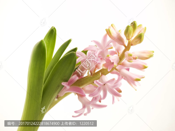 hiacynth-匯圖網(wǎng) www.fosd68.com hiacynth