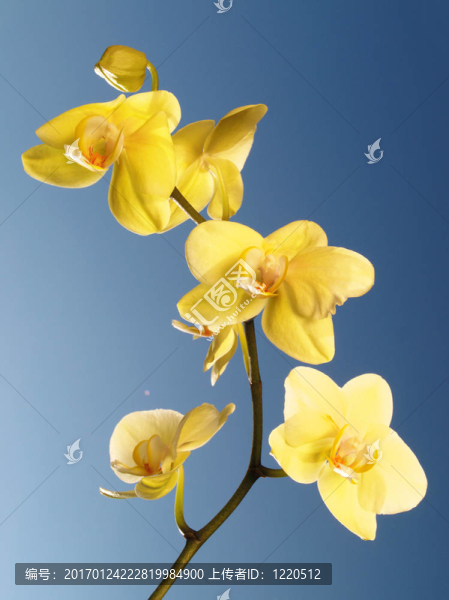 藍(lán)天上的蘭花
