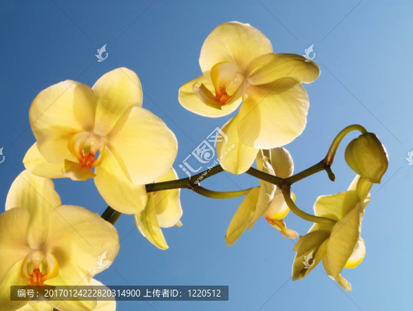 藍(lán)天上的蘭花
