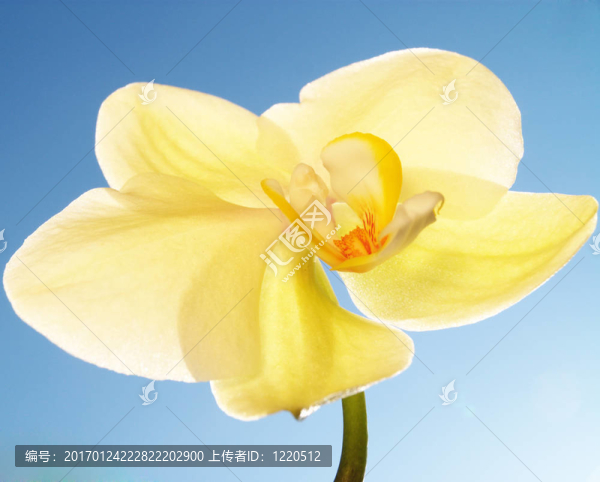 藍天上的蘭花