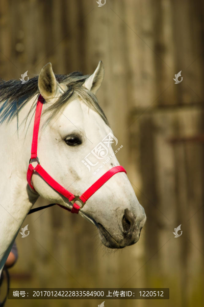 馬-匯圖網(wǎng) www.fosd68.com 馬