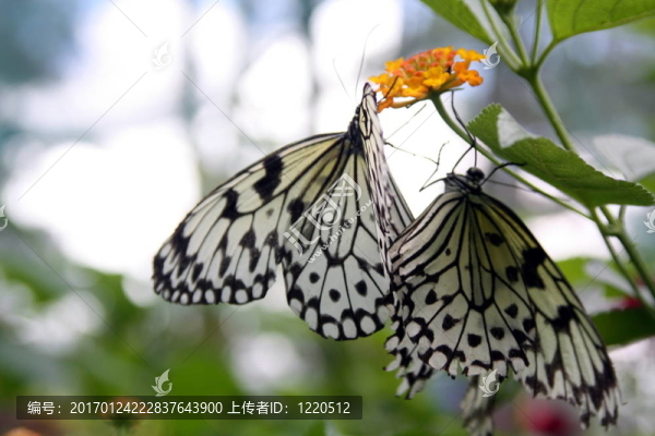 蝴蝶風箏bu-2925；