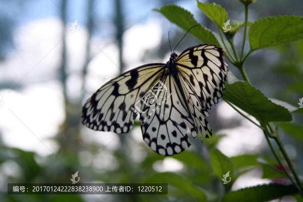 蝴蝶風(fēng)箏bu-2926；