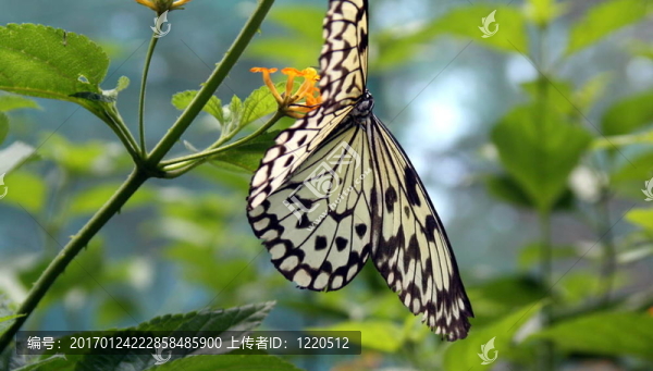 蝴蝶風箏bu-2919；