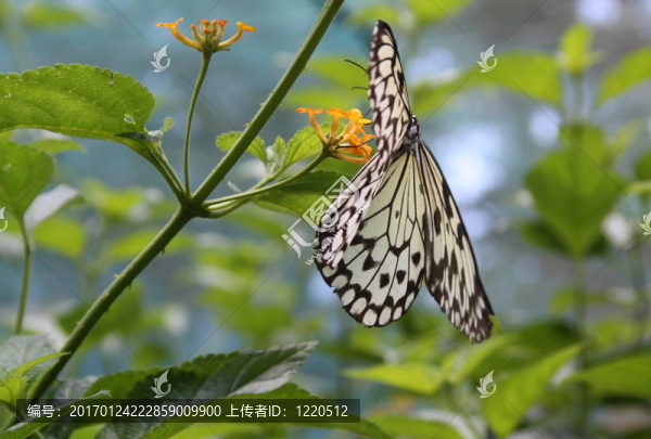 蝴蝶風(fēng)箏bu-2920；