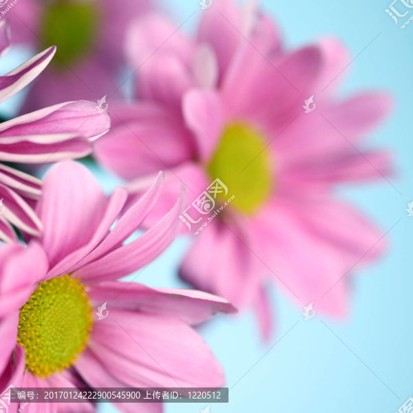 粉紅色的菊花