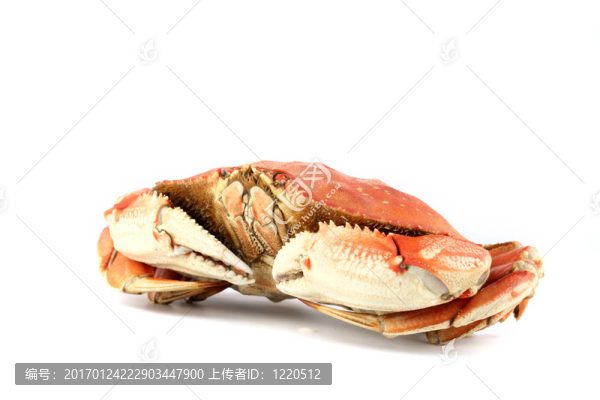 珍寶蟹