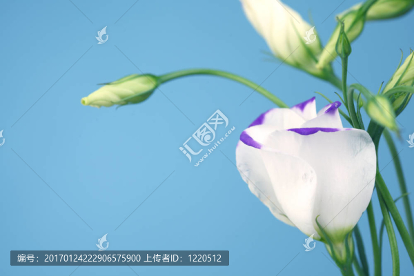 桔梗桔梗藍(lán)色的影子