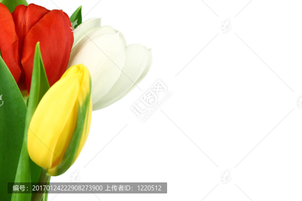 五顏六色的郁金香