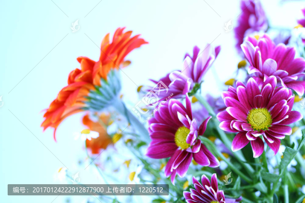 艷夏花