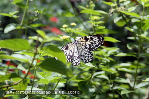 蝴蝶風(fēng)箏bu-2930；