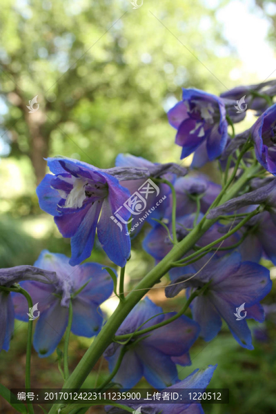 藍(lán)色droppy花