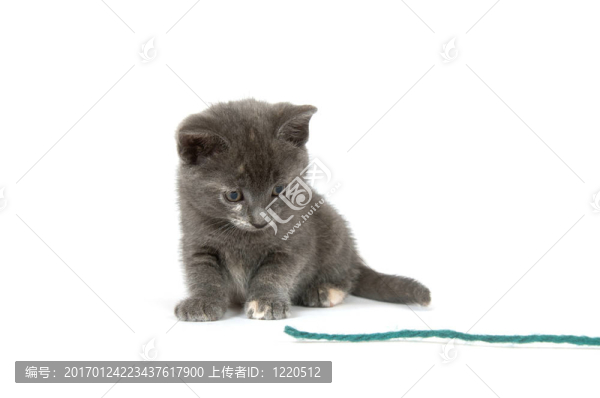 灰色小貓和綠色紗