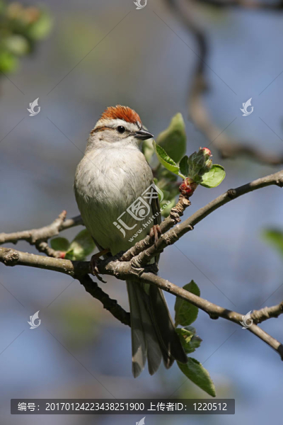 切Sparrow（Spizella,passerina）