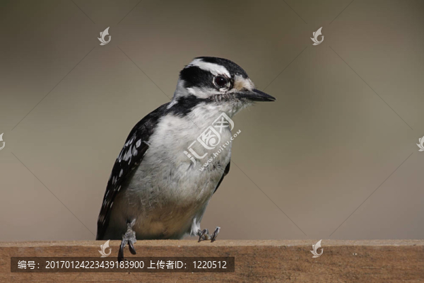 Downy,Woodpecker（Picoides毛竹）