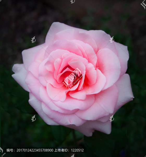 粉紅色的玫瑰-匯圖網(wǎng) www.fosd68.com 粉紅色的玫瑰