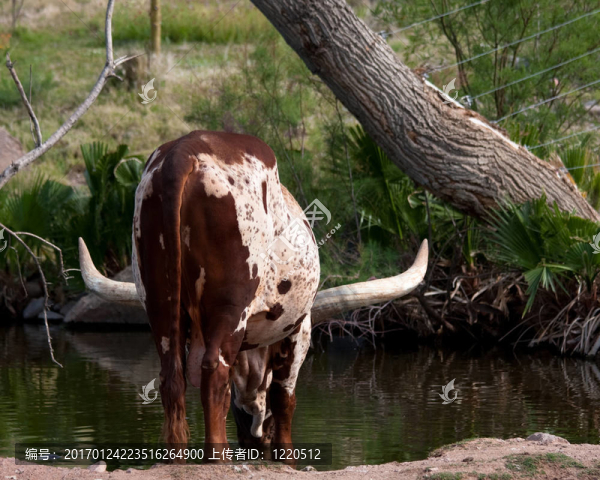 一個(gè)大的角瓦圖西牛-匯圖網(wǎng) www.fosd68.com 一個(gè)大的角瓦圖西牛