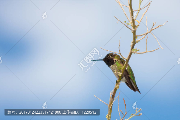紅嘴蜂鳥