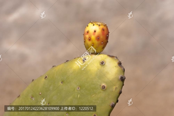 仙人掌